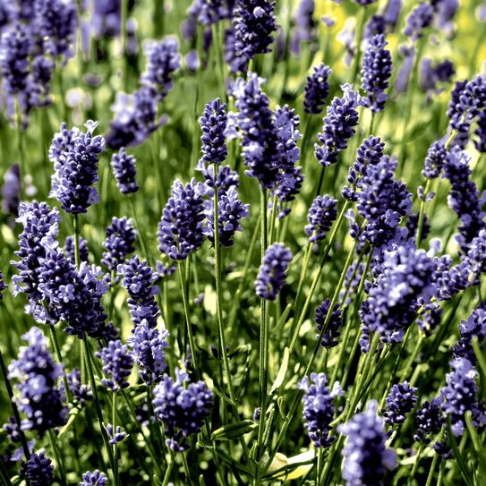 Serviette "Lavendel field", 33 x 33 cm Motivservietten, Saison, Ganzjahr, Blumen